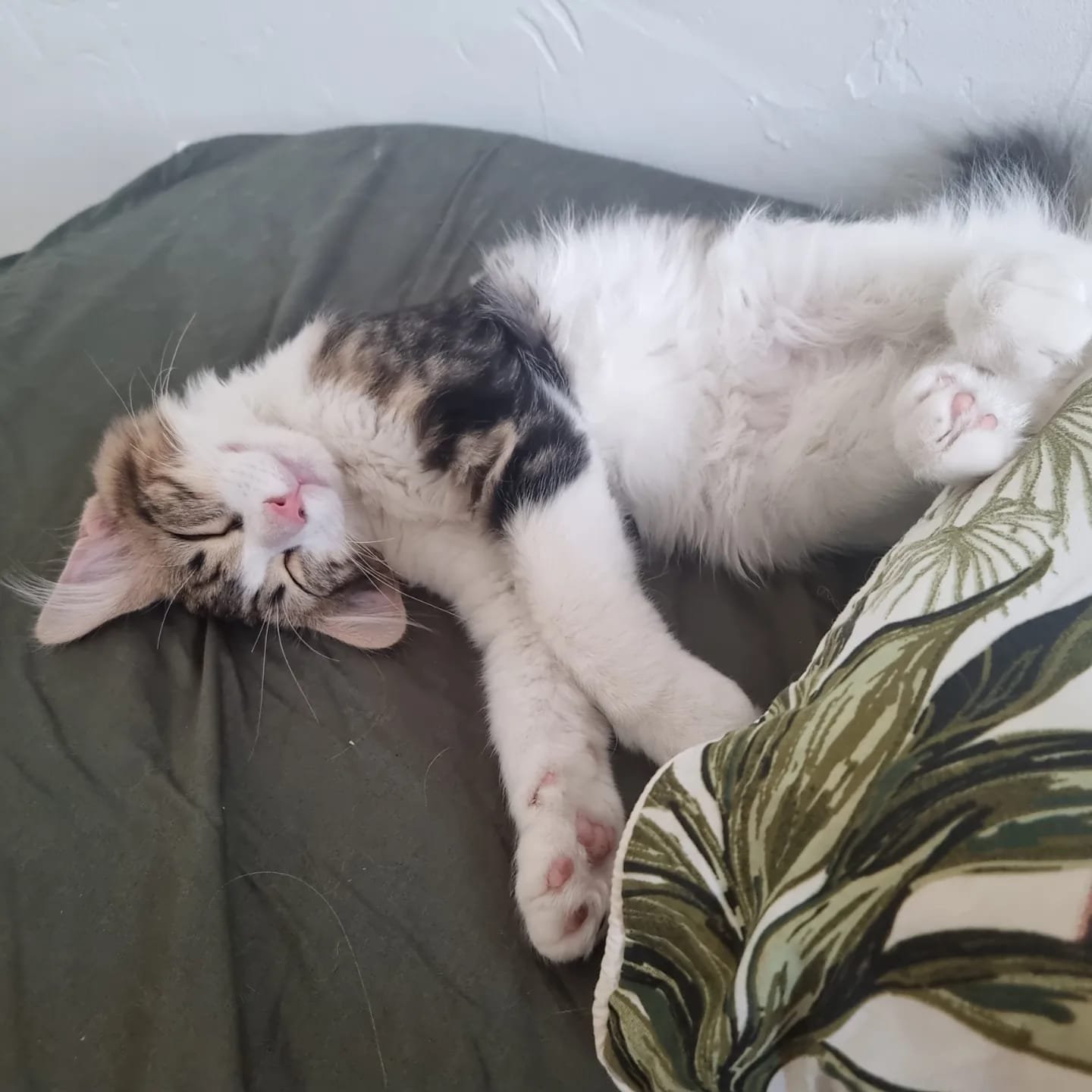 babycatcookie Les coulisses