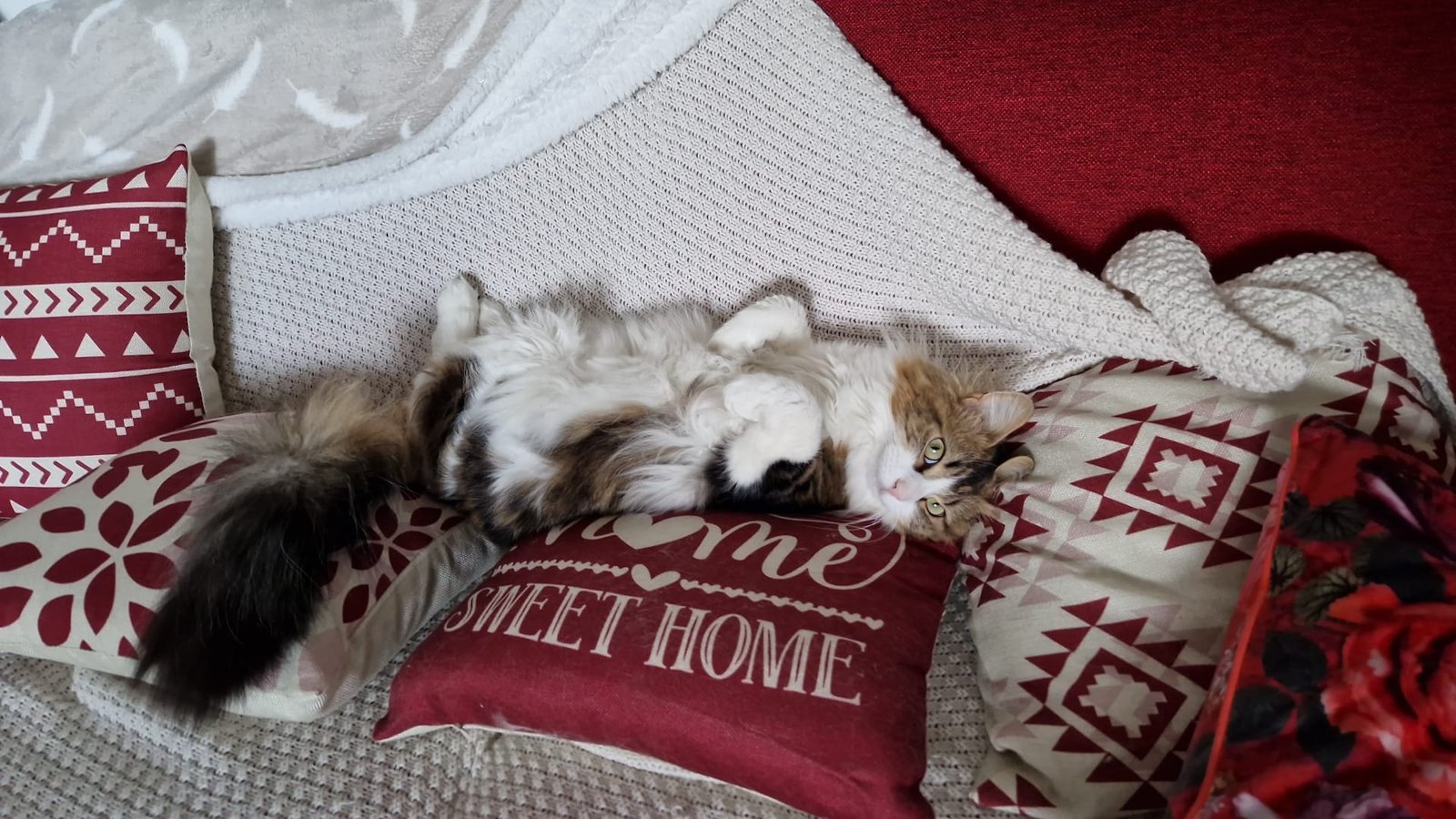 beautédechat Les coulisses
